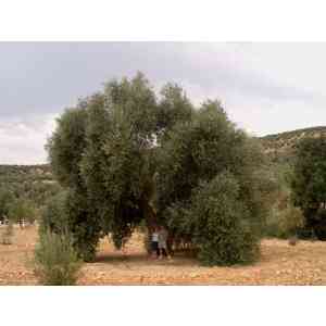 Click para ampliar. Pulsa en el nombre para ver la ficha. Olivo de Fuentebuena (Jaén)